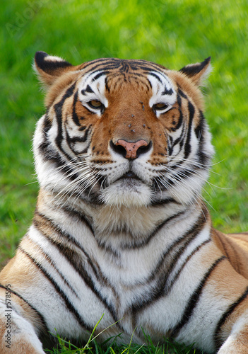 tiger on grass © Duey