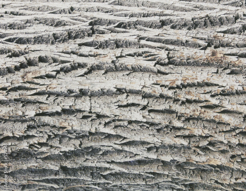 gray bark