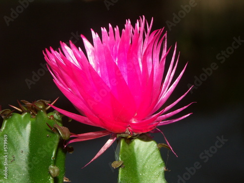 echinopsis photo