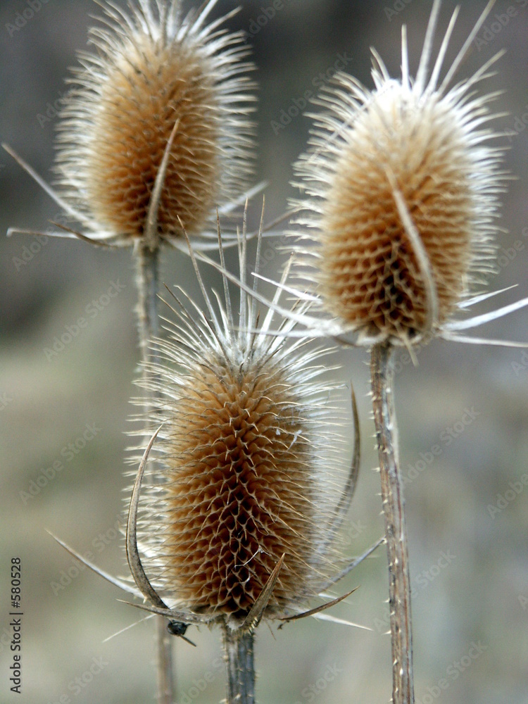 Obraz premium distel