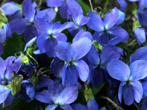viola odorata