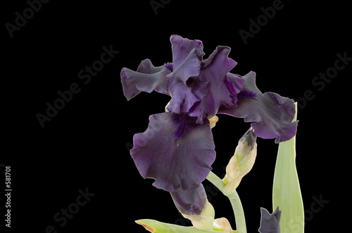 iris