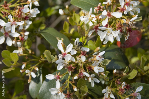 indan hawthorn