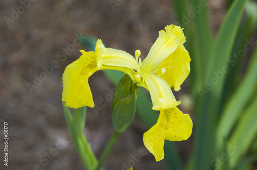 lilly