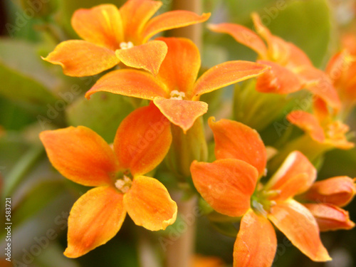 flores naranjas photo