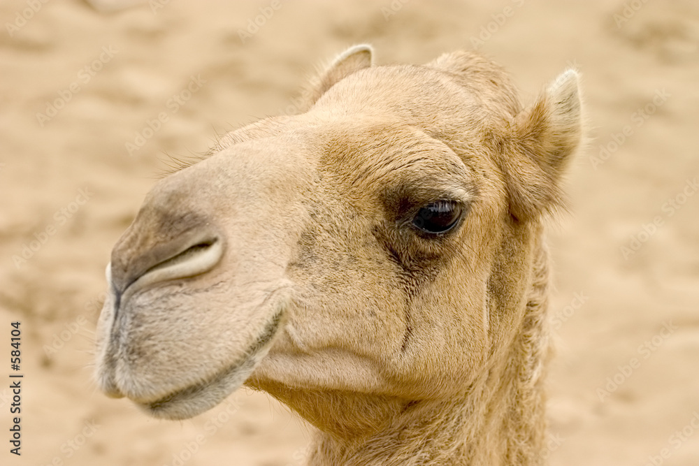 Fototapeta premium the camel.