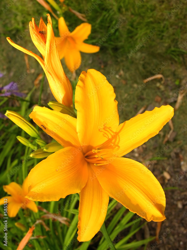 flower yellow azalea flower yellow azalea