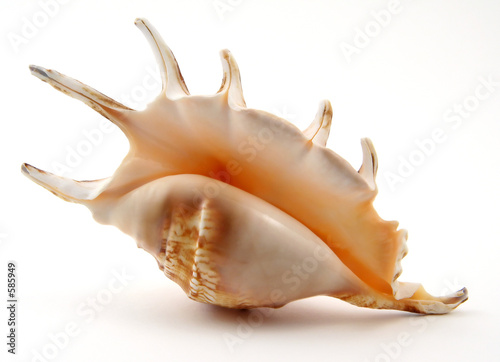 Fotobehang exotic shell