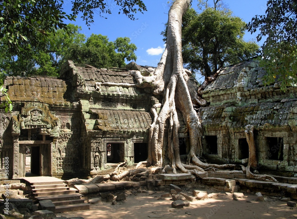Fototapeta premium a silk-cotton tree consumes the ancient ruins of t