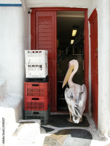 pelican intruder. mykonos, greece