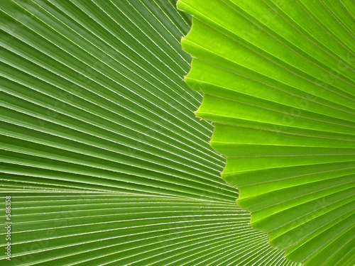palm leaves