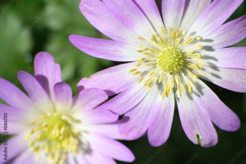 lilac flower lilac flower