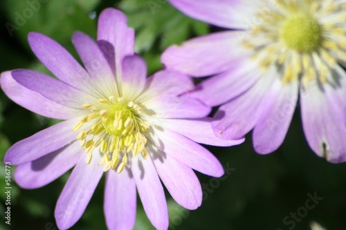 lilac flower