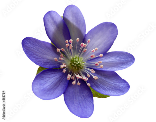 scillablüte isoliert