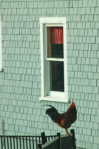 rooster by the window