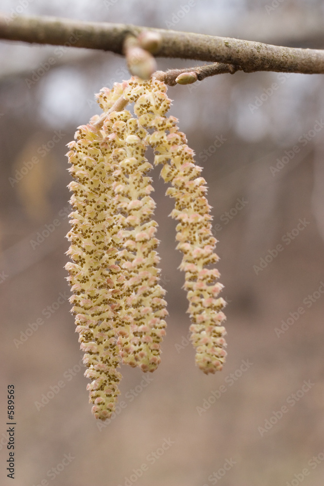Naklejka premium catkin