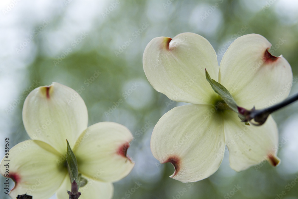 dogwood dogwood