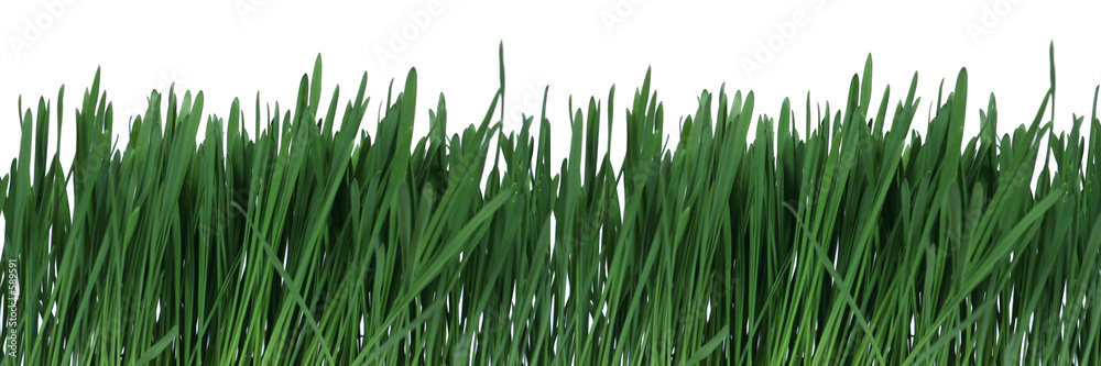 Fototapeta premium green grass