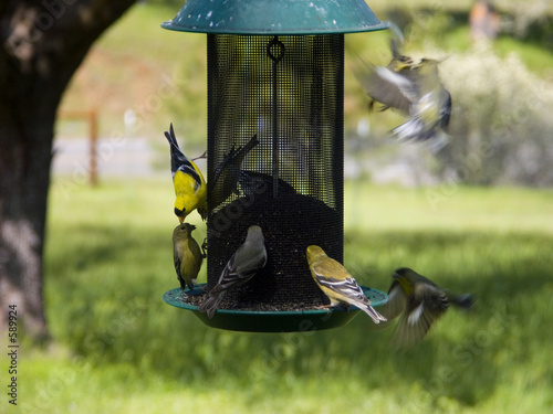 Canvas Print birds - gold finches