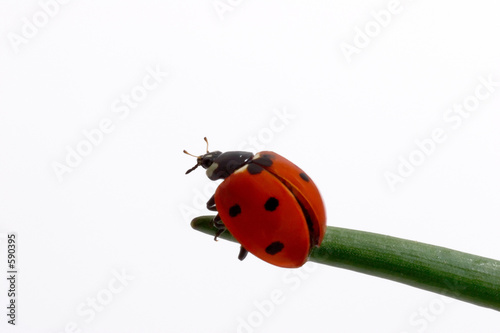 ladybird © Maceo