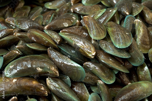fishmarket - mussels