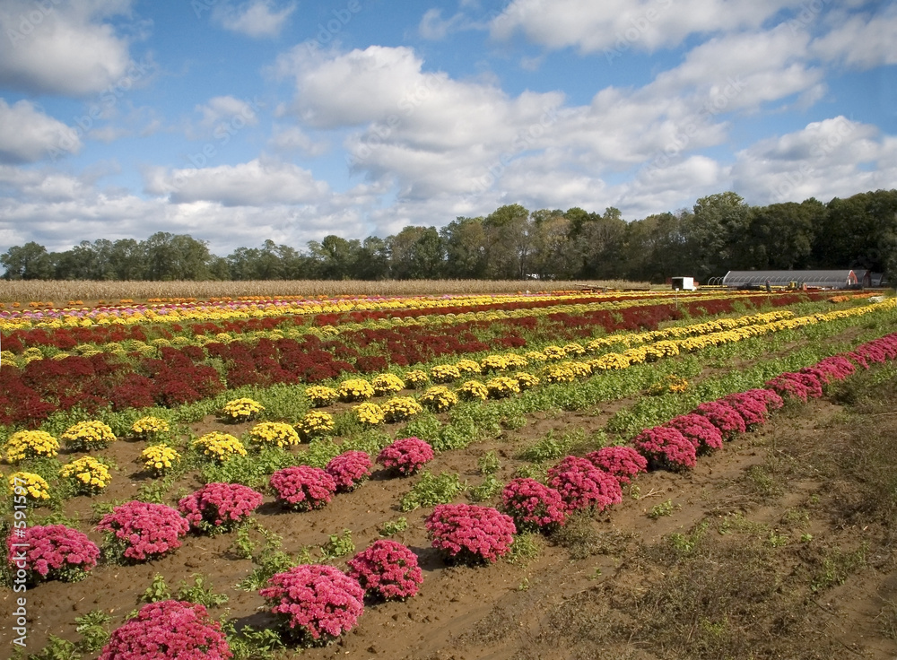 field of mums field of mums