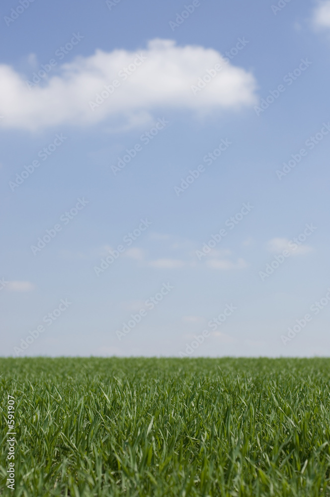 Wunschmotiv: green grass and blue sky #591907