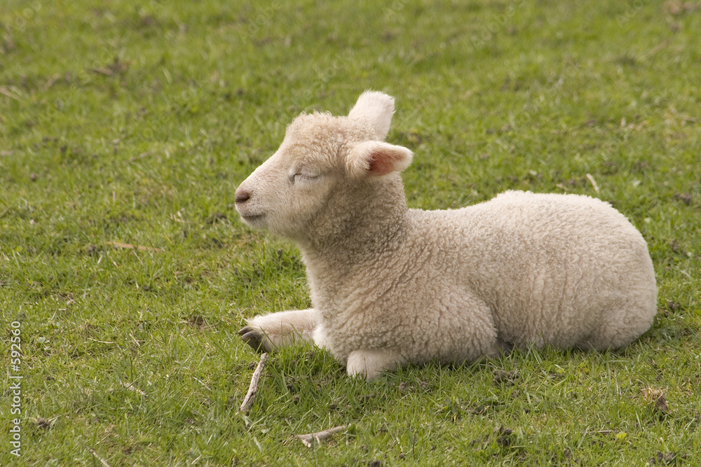 Obraz premium osterlamm