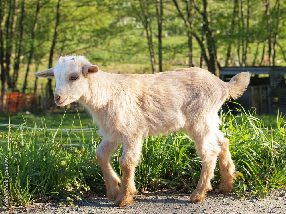 Obraz premium cabrito