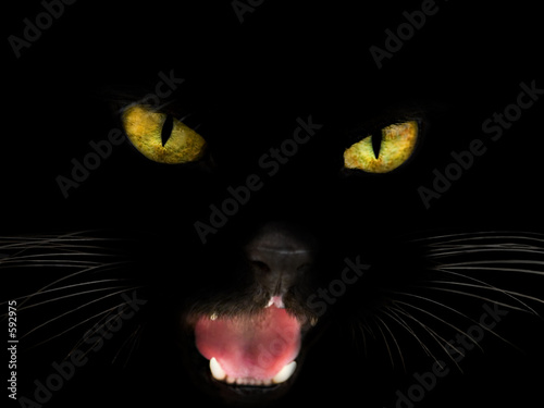 black cat