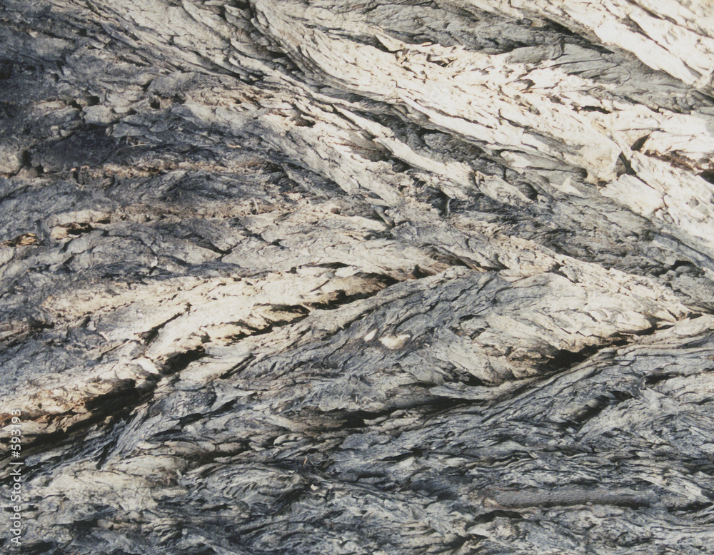 jagged chevron bark jagged chevron bark