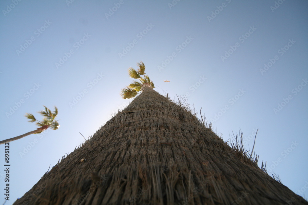 high-angle shot of a palm tree high-angle shot of a palm tree