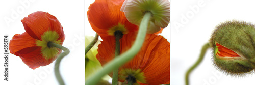 mohn triptychon