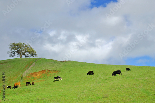 verdant hillside