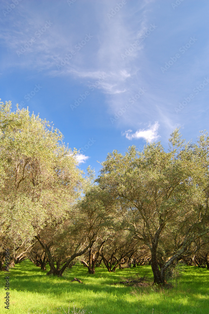 Fototapeta premium springtime orchard