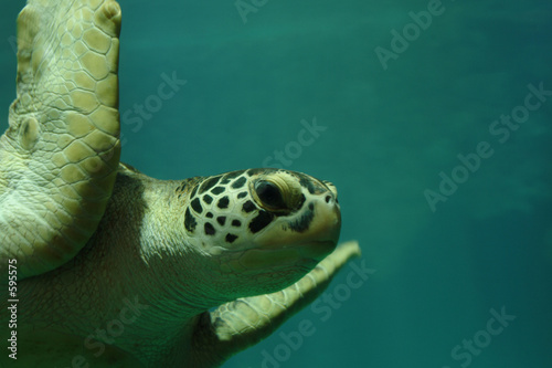 turtle1 photo