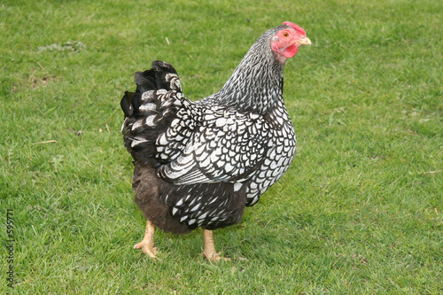 wyandotte hen