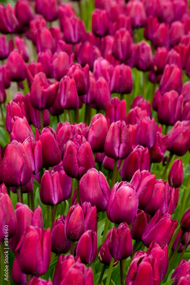 purple tulip background purple tulip background