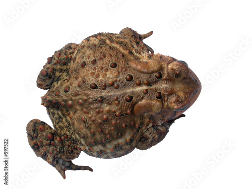 common toad isolated 2 (of 3)