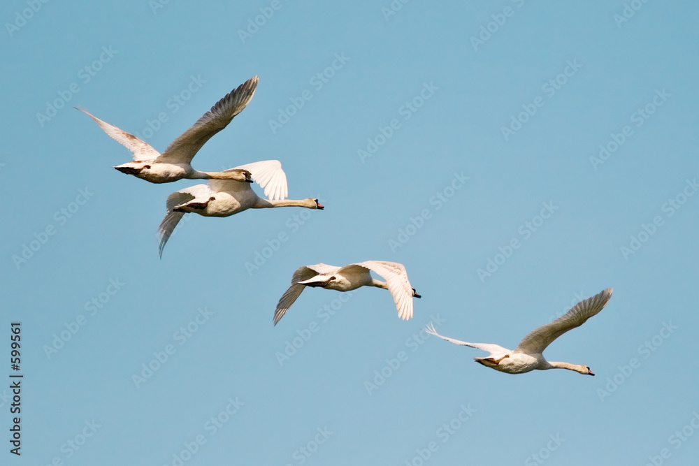 Obraz premium vol d'oiseaux