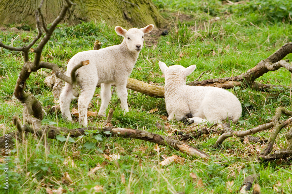 talking lambs talking lambs