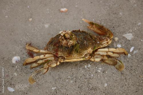 crabby no more