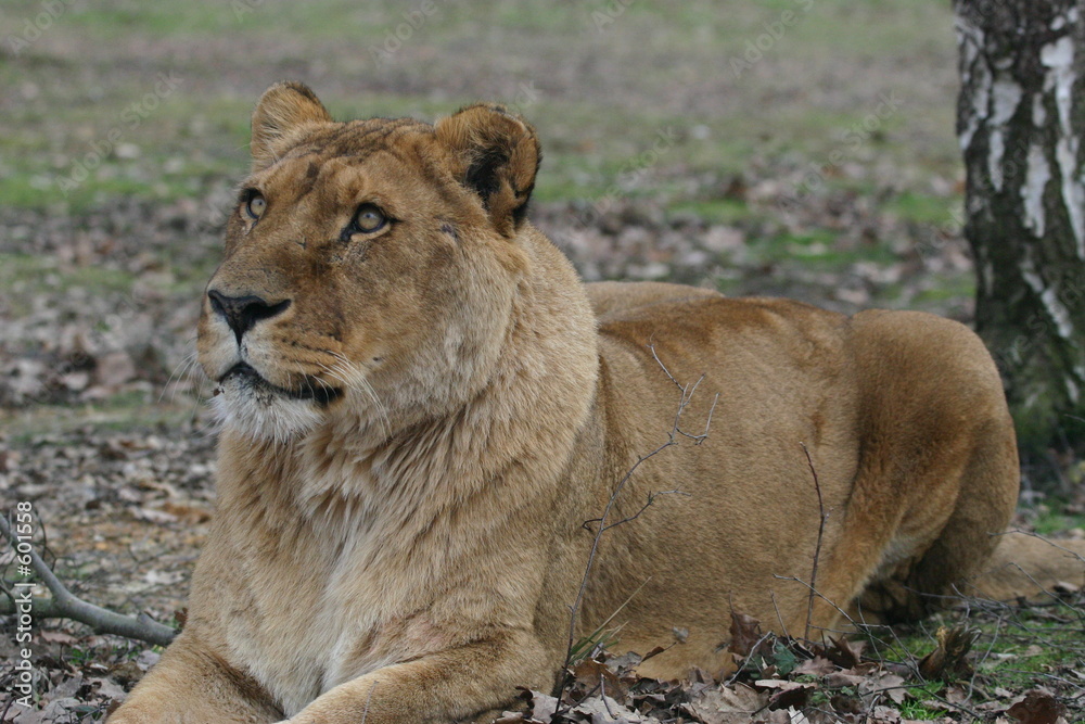 lion lion