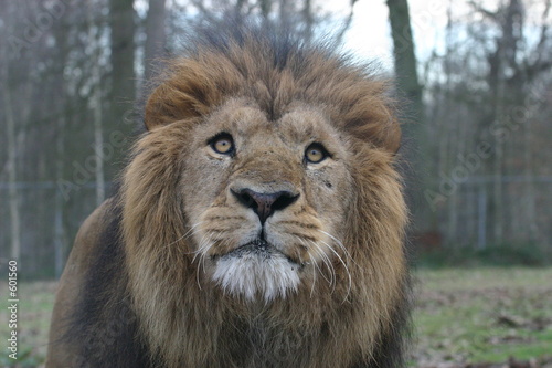 lion  panthera leo 