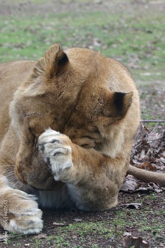 lion (panthera leo) photo