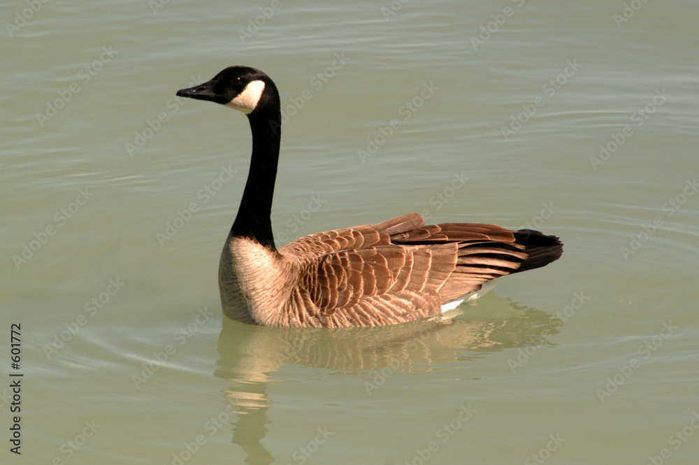 wild goose wild goose