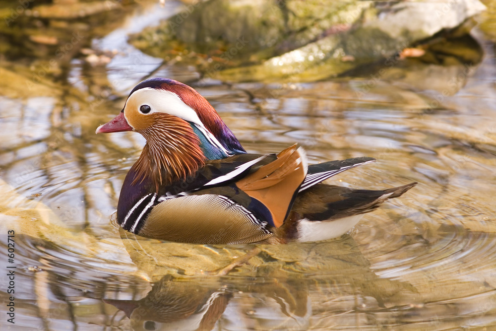 mandarin duck mandarin duck