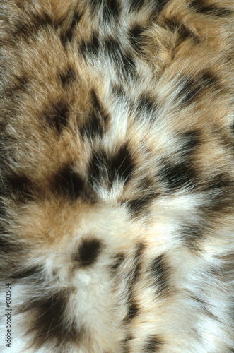 wild and fuzzy