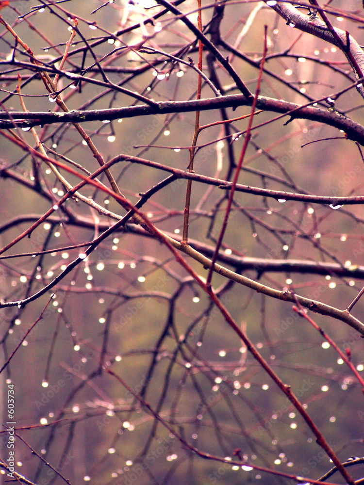drops nature sunrise