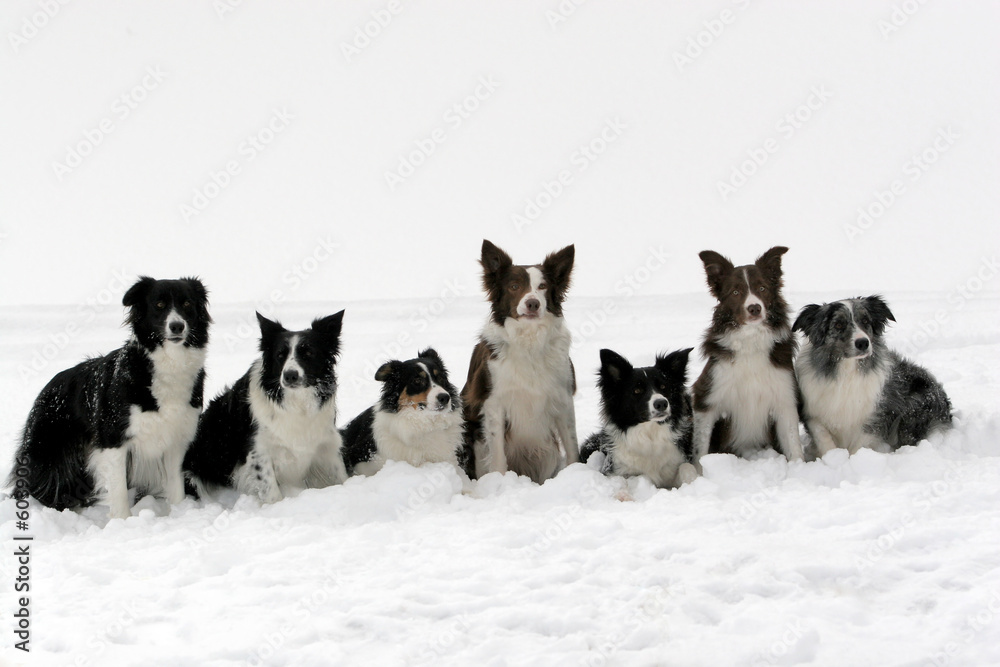border collies pack